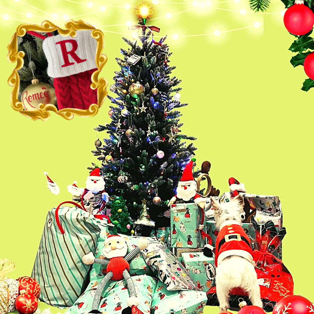 5 Extraordinary Gifts for Your DOG this X'mas
