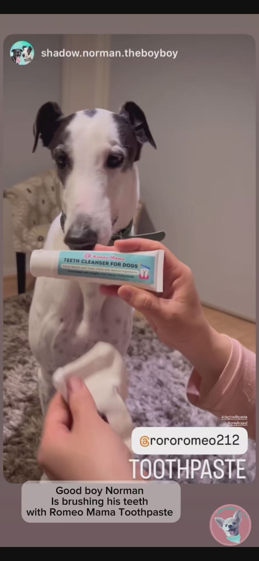Dog brushing his teeth by using dog toothpaste